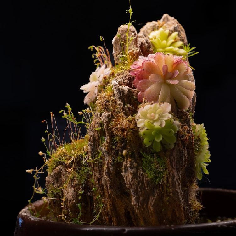 Ishi-Ito Rock Display