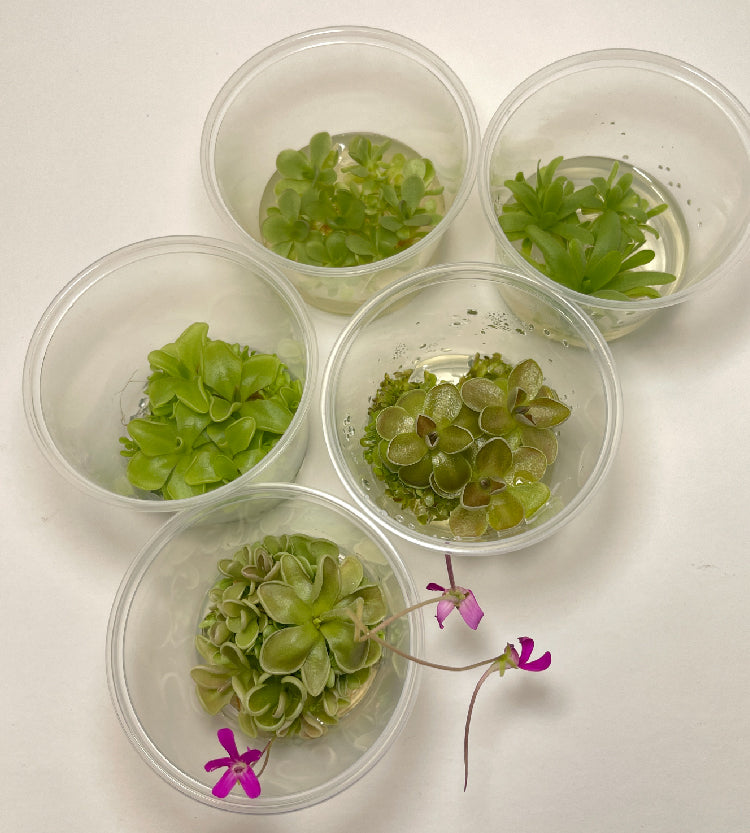 Variety Pack Pinguicula Tissue Culture (small, 5.5oz cup)