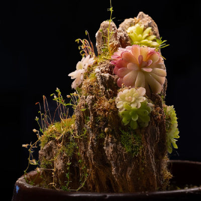 Ishi-Ito Rock Display