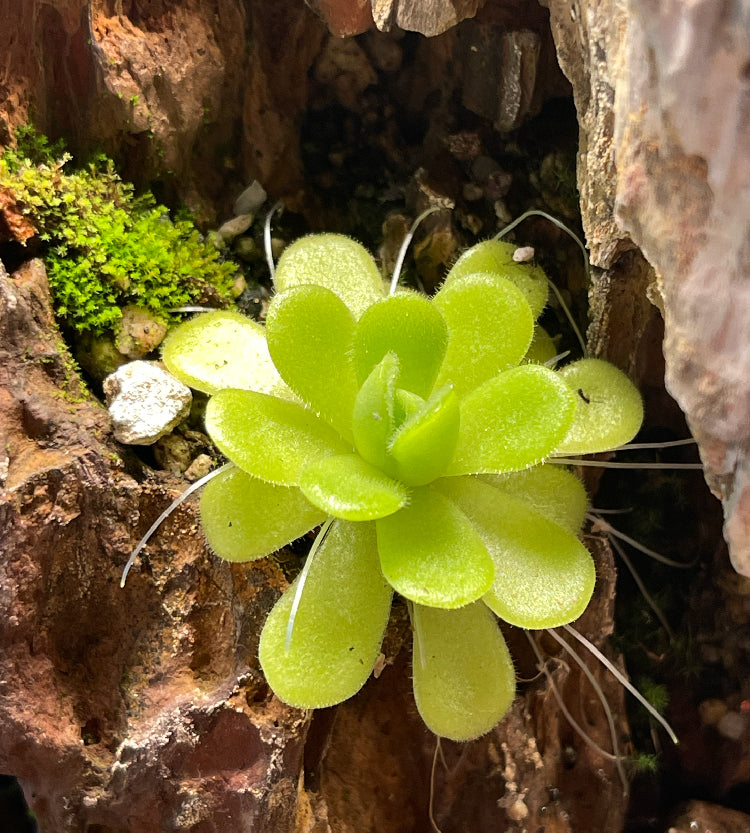 Pinguicula Agnata ‘True Blue’- Tissue Culture Flask Large (12oz)