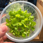 Pinguicula Gigantea “Red Flush” × Cyclosecta- Tissue Culture Flask Large (12oz)