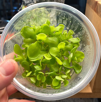 Pinguicula Gigantea “Red Flush” × Cyclosecta- Tissue Culture Flask Large (12oz)