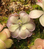 Pinguicula cyclosecta - Tissue Culture, Large (12oz) Flask