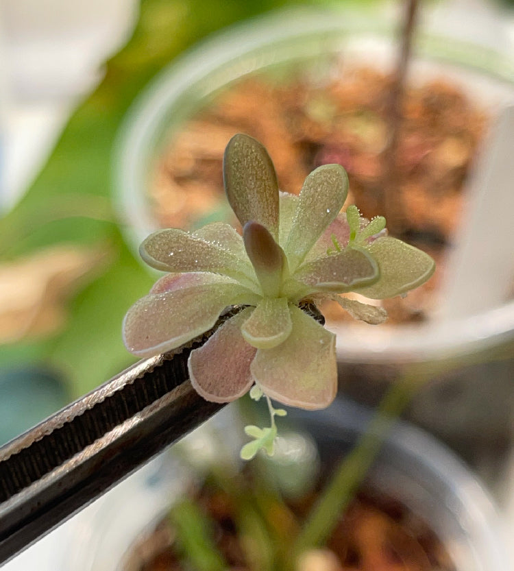 Pinguicula Fumiko - Tissue Culture, Small (5.5oz) Flask
