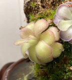 Pinguicula agnata "El Lobo" - Tissue Culture, Large (12oz) Flask
