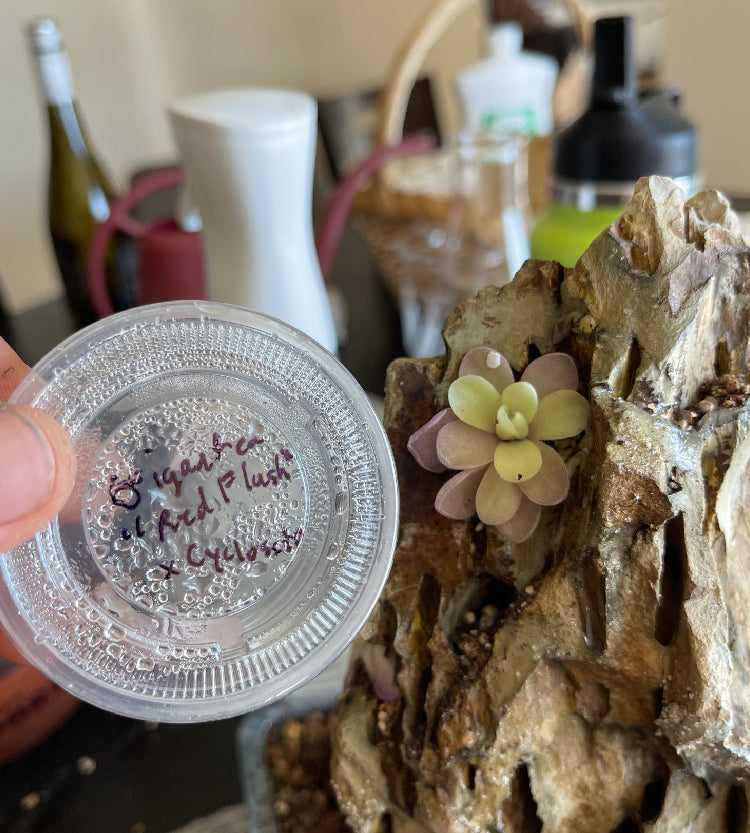 Pinguicula Gigantea “Red Flush” × Cyclosecta- Tissue Culture Flask Large (12oz)