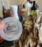 Pinguicula Gigantea “Red Flush” × Cyclosecta- Tissue Culture Flask Large (12oz)
