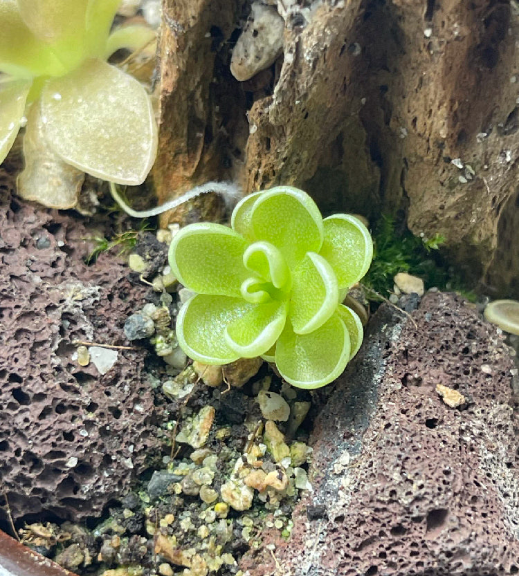 Pinguicula Yucca DO 1713 - Plant Tissue Culture Large (12oz)