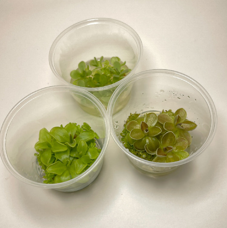 Variety Pack Pinguicula Tissue Culture (small, 5.5oz cup)