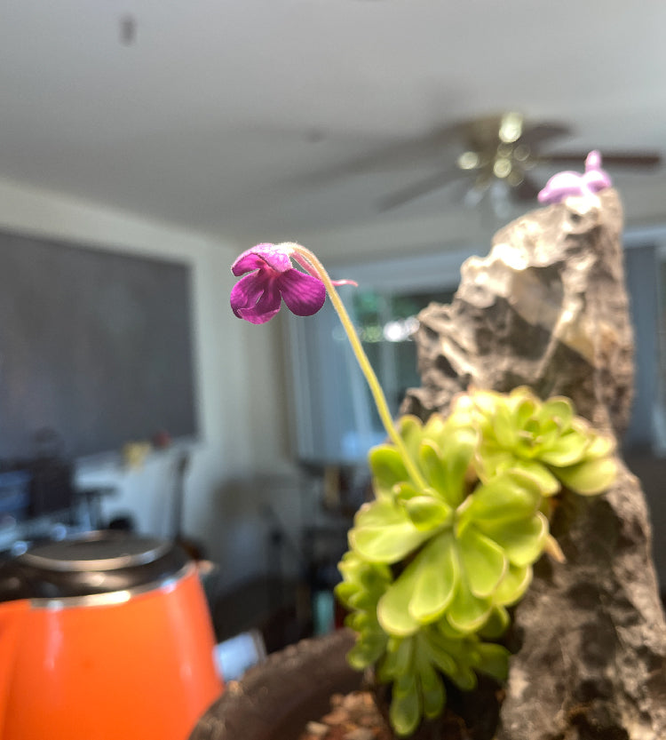 Pinguicula Leilani - Tissue Culture, Large (12oz) Flask