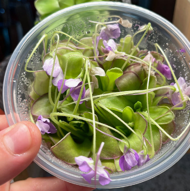 Pinguicula Moranensis molongo alba x Cyclosecta - Tissue Culture, Large (12oz) Flask