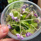 Pinguicula Moranensis molongo alba x Cyclosecta - Tissue Culture, Large (12oz) Flask