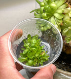 Pinguicula Marciano - Tissue Culture, Small (5.5oz) Flask