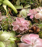 Pinguicula ehlersiae x mesophytica - Plant Tissue Culture Large (12oz)