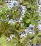 Pinguicula Fumiko - Tissue Culture, Small (5.5oz) Flask