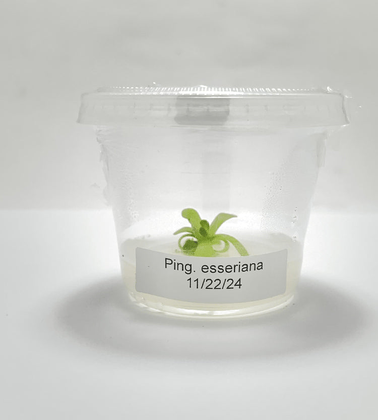 Pinguicula esseriana - Tissue Culture Flask, Small (5.5 oz)