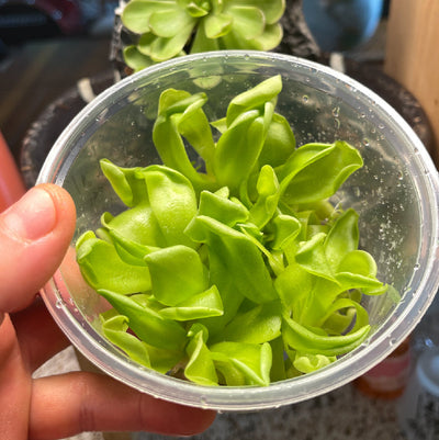 Pinguicula 
