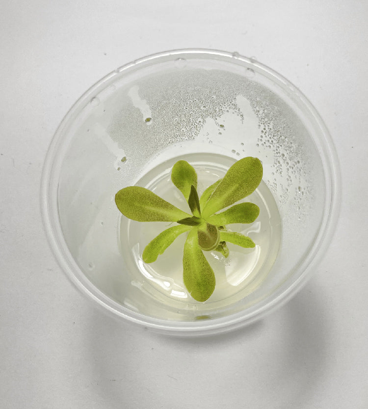 Pinguicula Fumiko - Tissue Culture, Small (5.5oz) Flask