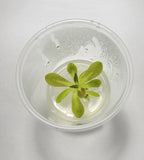 Pinguicula Fumiko - Tissue Culture, Small (5.5oz) Flask