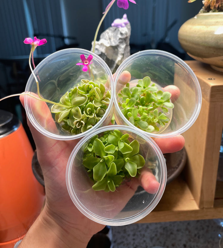 Variety Pack Pinguicula Tissue Culture (small, 5.5oz cup)