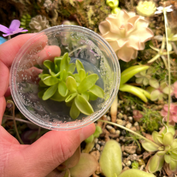 Pinguicula Pirouette - Tissue Culture, Small (5.5oz) Flask