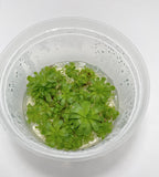 Pinguicula esseriana - Tissue Culture Flask, Small (5.5 oz)