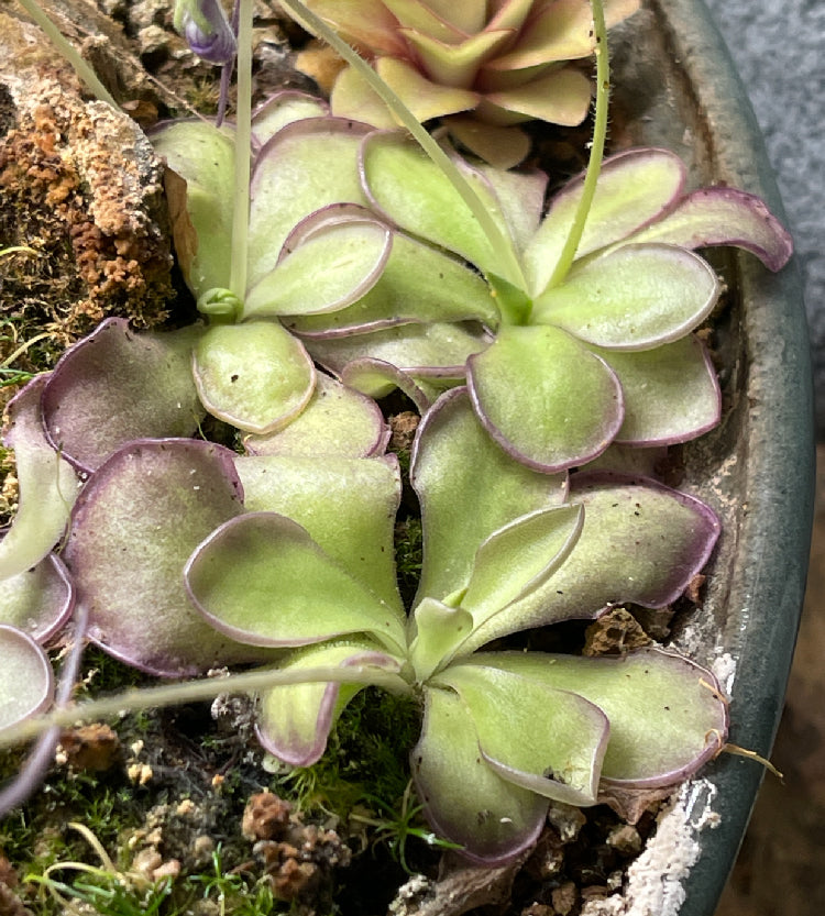 Pinguicula Moranensis molongo alba x Cyclosecta - Tissue Culture, Large (12oz) Flask