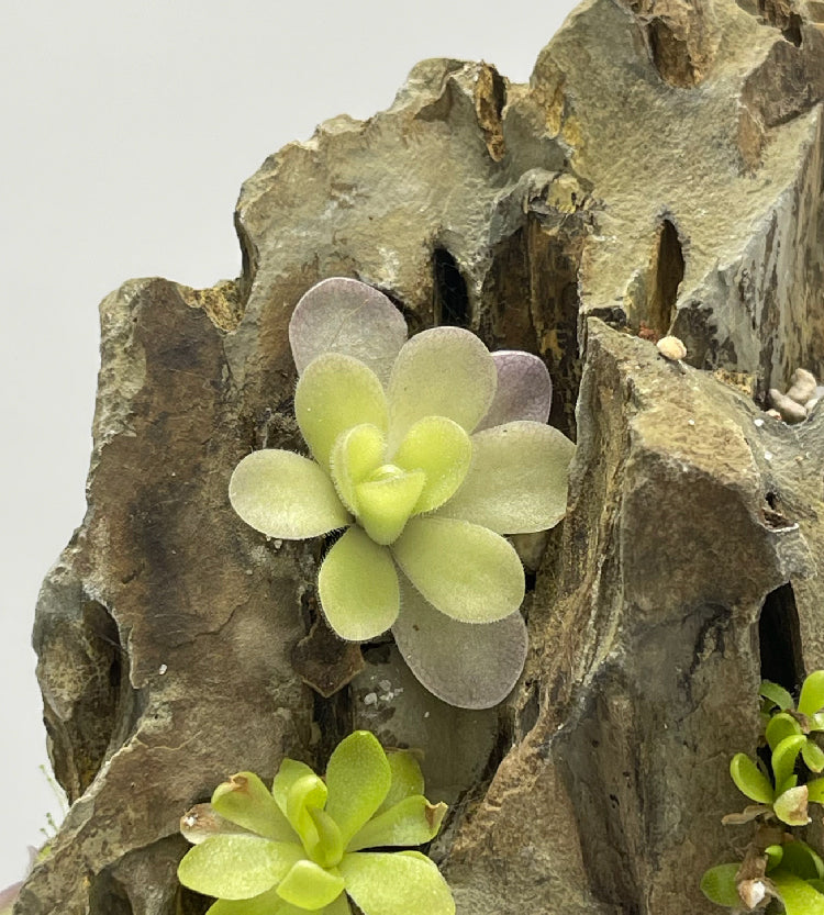 Pinguicula Gigantea “Red Flush” × Cyclosecta- Tissue Culture Flask Large (12oz)