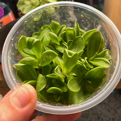 Pinguicula 