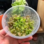 Pinguicula ehlersiae x mesophytica - Plant Tissue Culture Large (12oz)