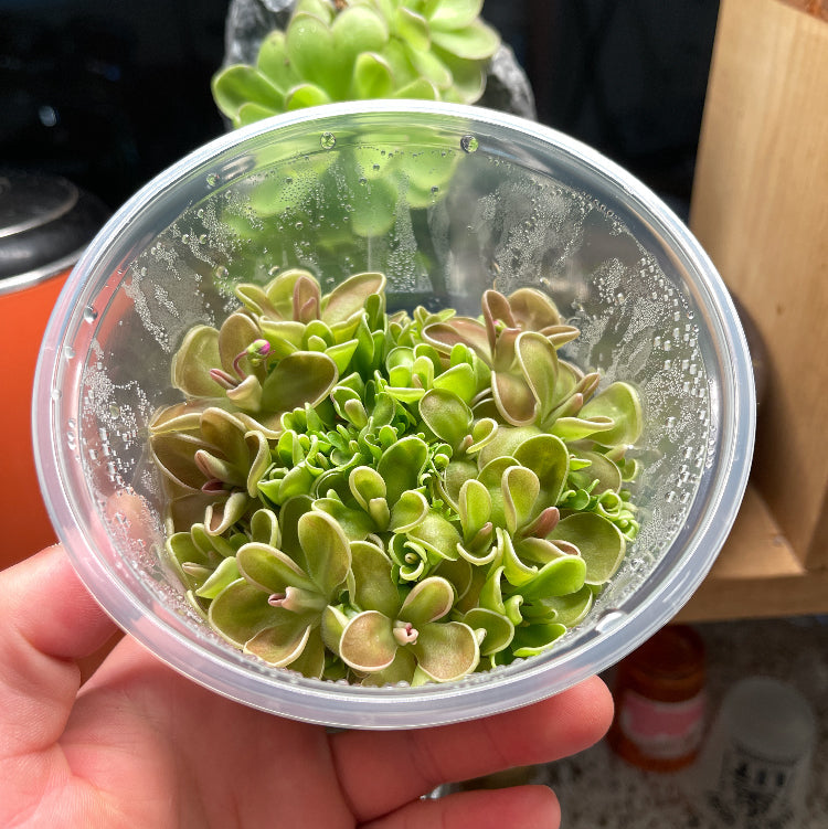 Pinguicula ehlersiae x mesophytica - Plant Tissue Culture Large (12oz)