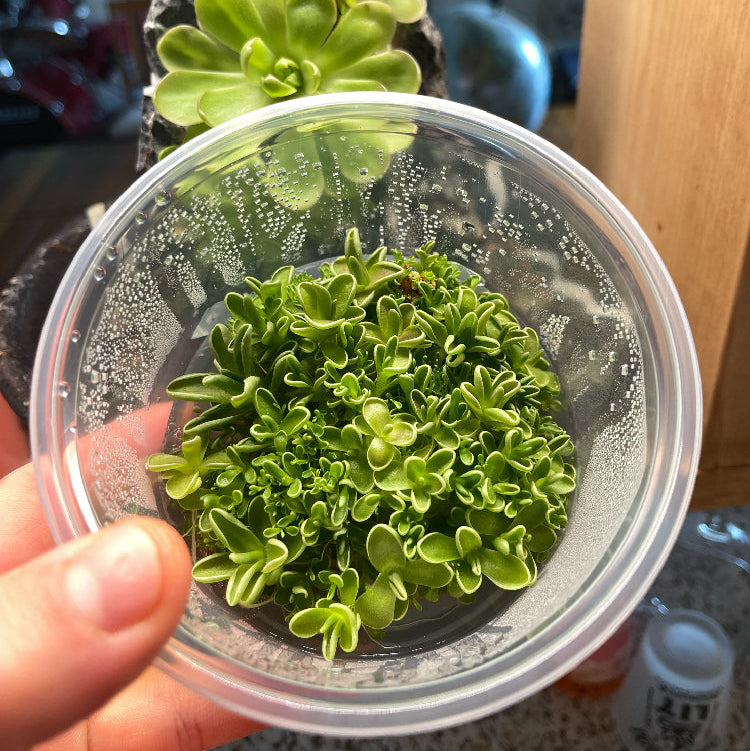Pinguicula Yucca DO 1713 - Plant Tissue Culture Large (12oz)