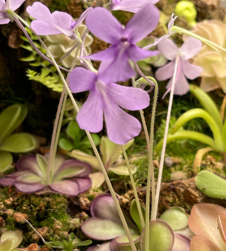 Pinguicula Moranensis molongo alba x Cyclosecta - Tissue Culture, Large (12oz) Flask