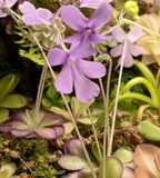 Pinguicula Moranensis molongo alba x Cyclosecta - Tissue Culture, Large (12oz) Flask