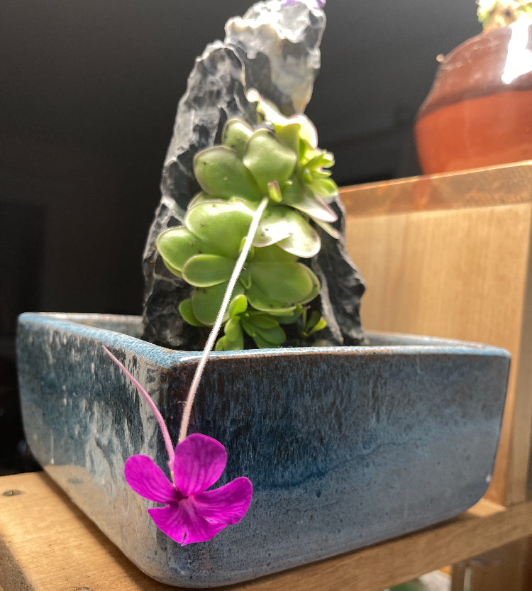 Pinguicula Leilani - Tissue Culture, Large (12oz) Flask