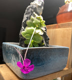 Pinguicula Leilani - Tissue Culture, Large (12oz) Flask