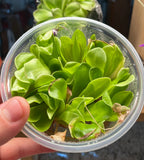 Pinguicula "Mehitable"- Tissue Culture Flask Large (12oz)