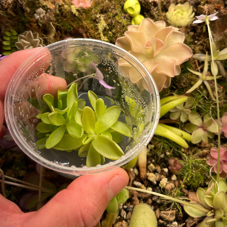 Pinguicula Pirouette - Tissue Culture, Small (5.5oz) Flask