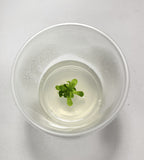 Pinguicula esseriana - Tissue Culture Flask, Small (5.5 oz)