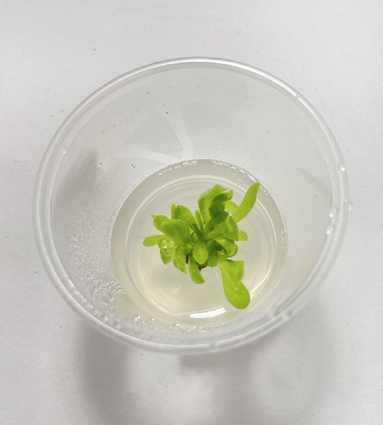 Pinguicula Marciano - Tissue Culture, Small (5.5oz) Flask