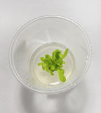 Pinguicula Marciano - Tissue Culture, Small (5.5oz) Flask