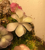 Pinguicula Gigantea “Red Flush” × Cyclosecta- Tissue Culture Flask Large (12oz)