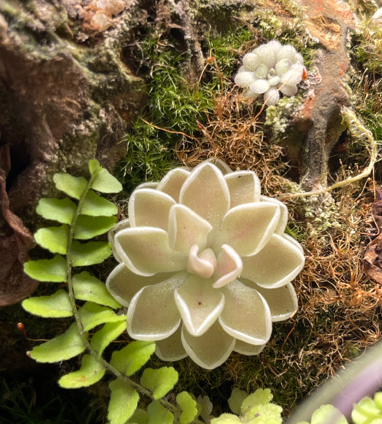 Pinguicula ehlersiae "Cotton Candy" Tissue Culture Flask Large (12oz)