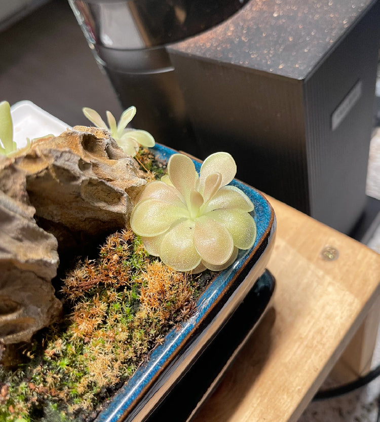 Pinguicula Fumiko - Tissue Culture, Small (5.5oz) Flask