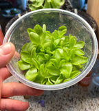 Pinguicula "Pirouette"- Tissue Culture Flask Large (12oz)
