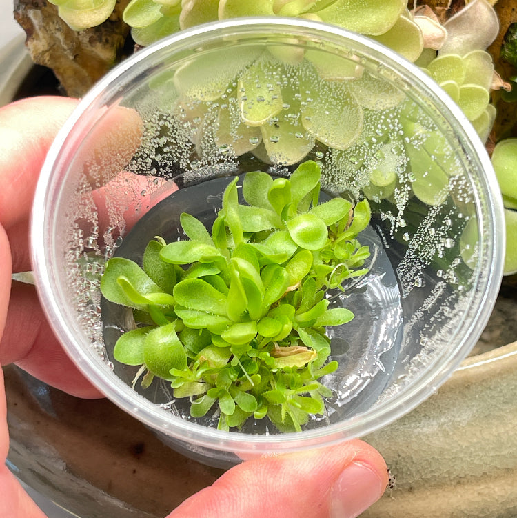 Pinguicula Marciano - Tissue Culture, Small (5.5oz) Flask