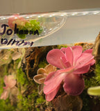 Pinguicula Johanna- Tissue Culture Flask Large (12oz)