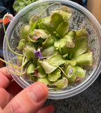 Pinguicula Moranensis molongo alba x Cyclosecta - Tissue Culture, Large (12oz) Flask