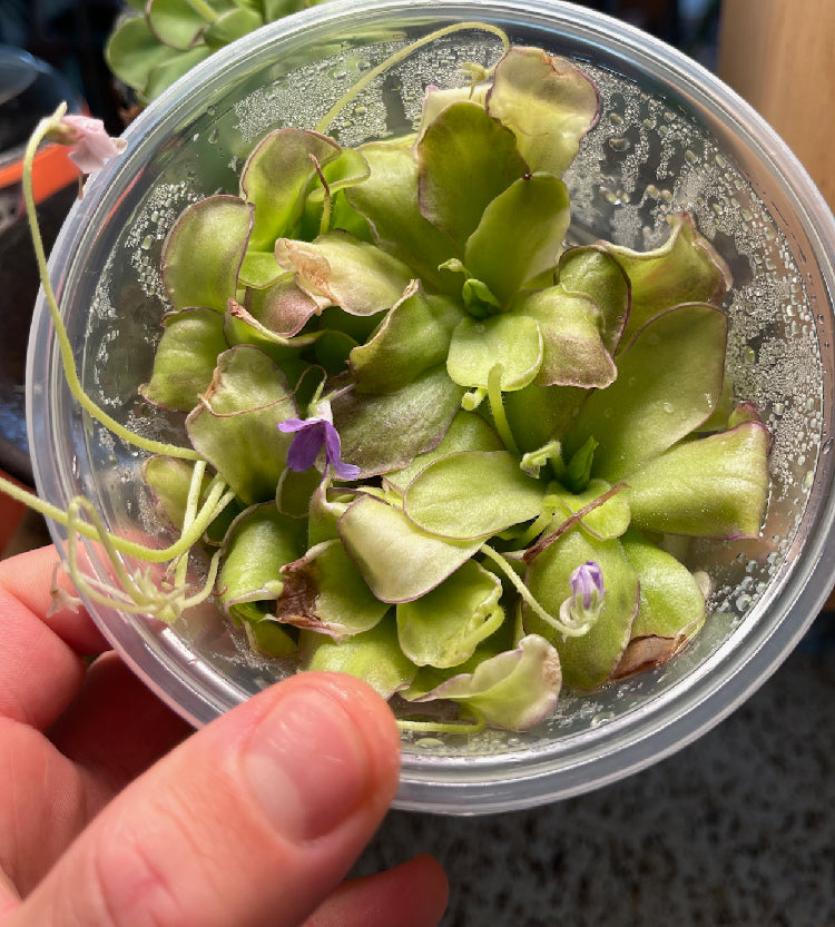 Pinguicula Moranensis molongo alba x Cyclosecta - Tissue Culture, Large (12oz) Flask