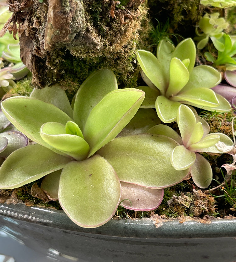 Pinguicula Razzberry Blonde - Tissue Culture, Large (12oz) Flask